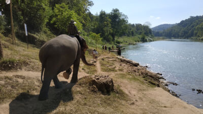 Drambliai Luang Prabange